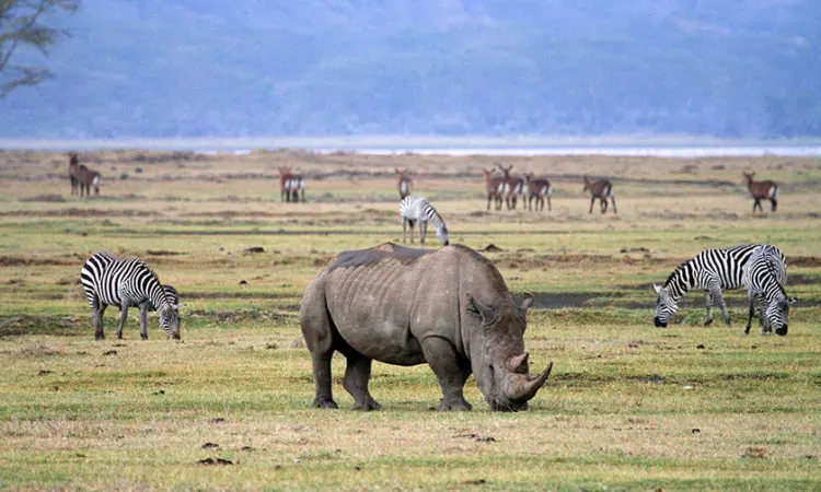 Best Tanzania Safari Parks