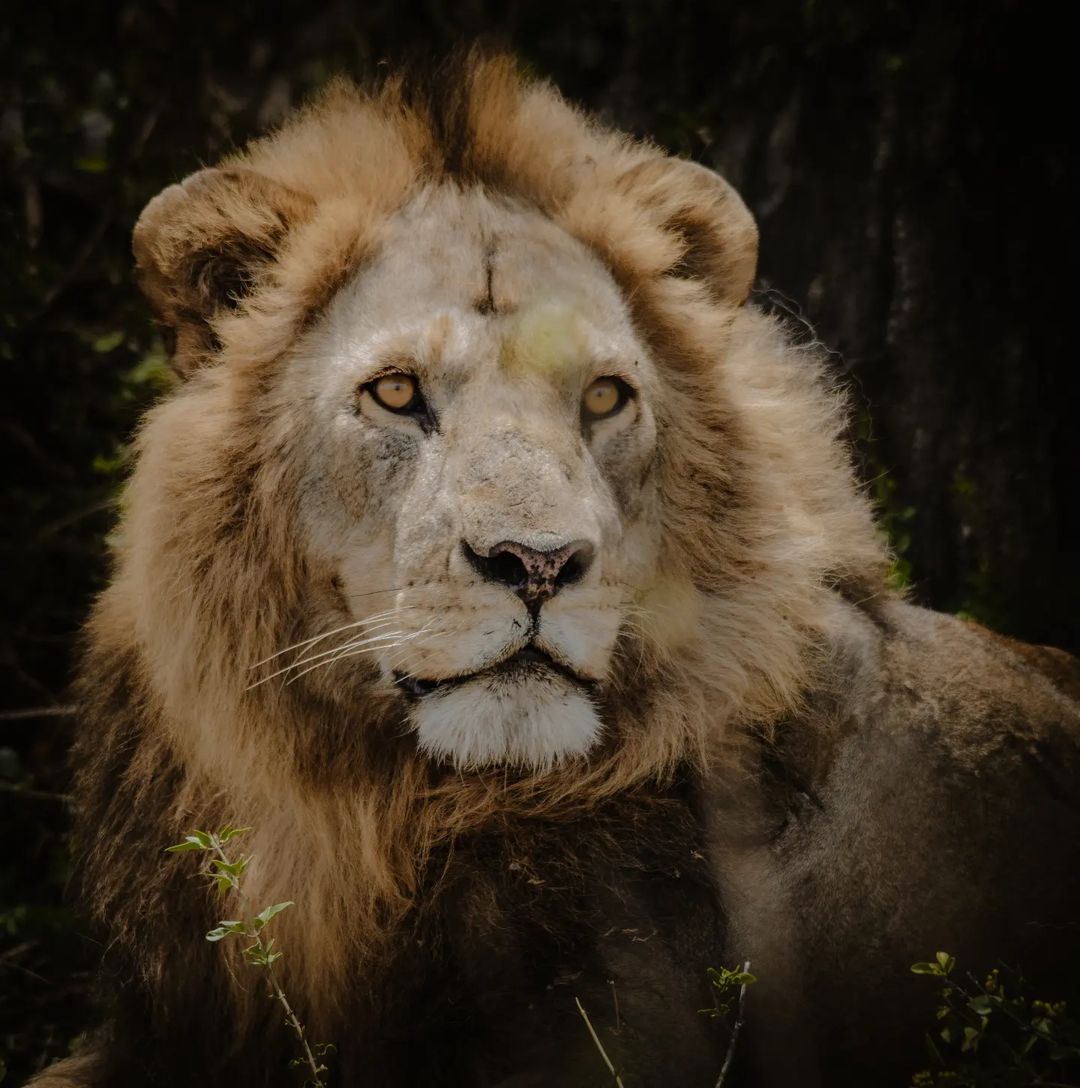 Lake Manyara National Park