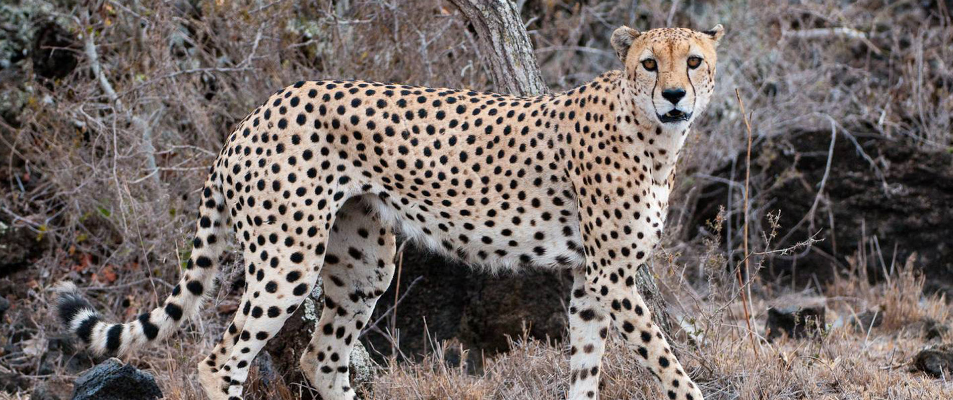 4 Days Serengeti Safari route area